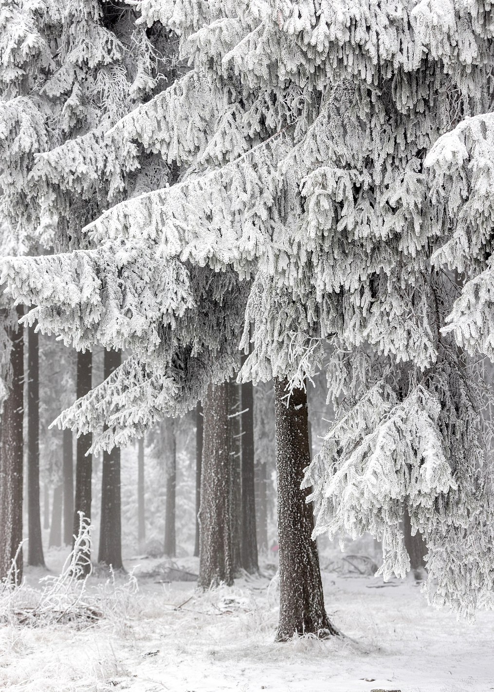 Winter Forest 2: постер из коллекции World Class Photos