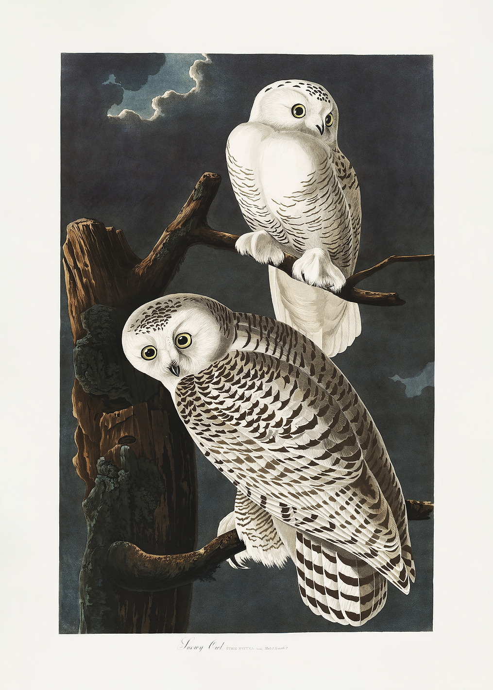 Snowy Owl / PLATINA