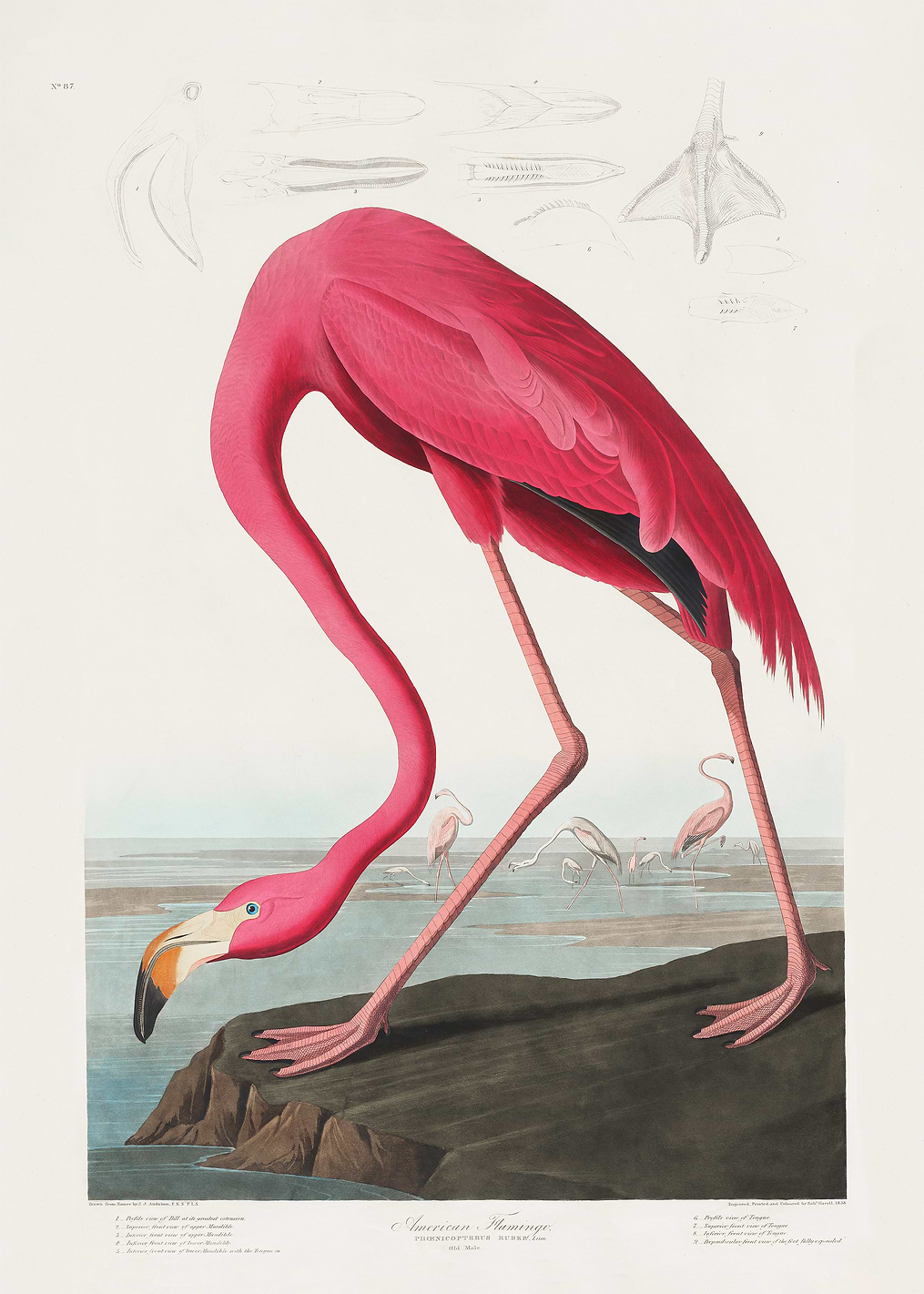 Pink Flamingo: постер из коллекции Pictufy Vintage Art