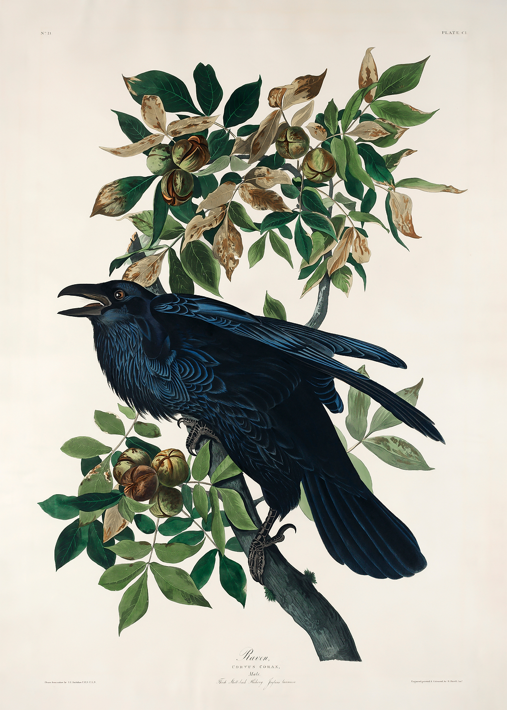 Raven / PLATINA