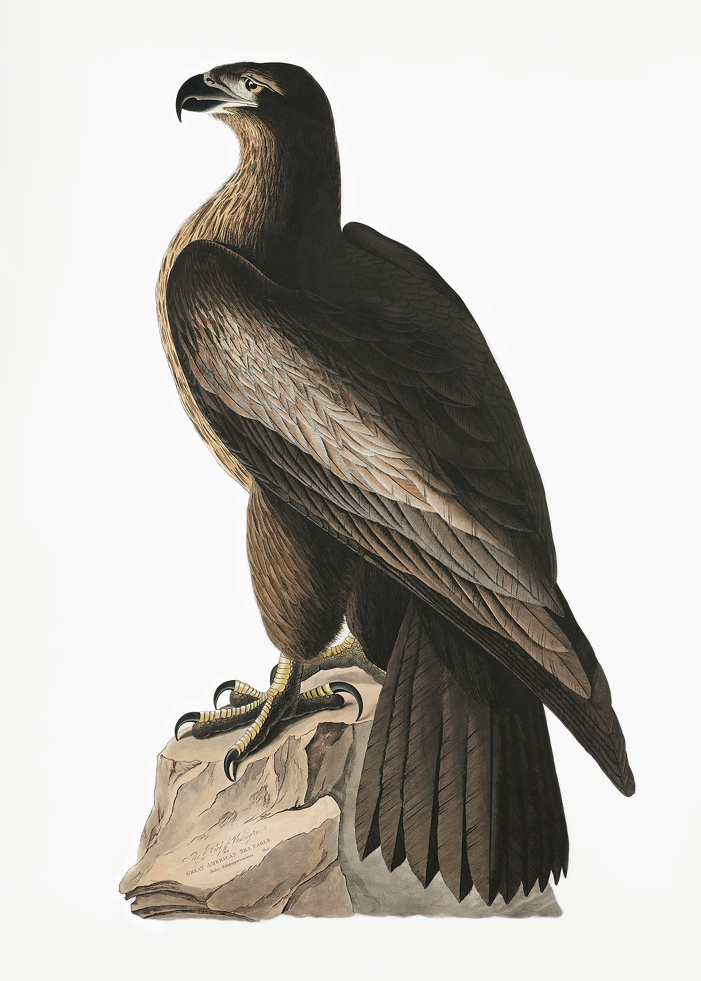 Great American Sea Eagle / PLATINA