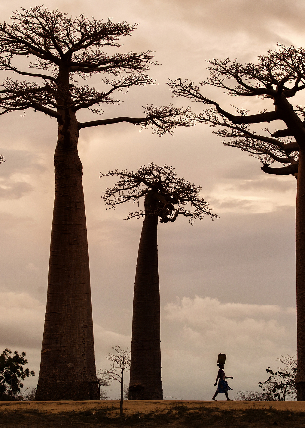 Madagascar: постер из коллекции World Class Photos
