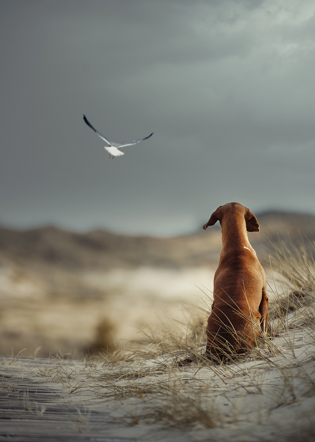 FREEDOM: постер из коллекции World Class Photos