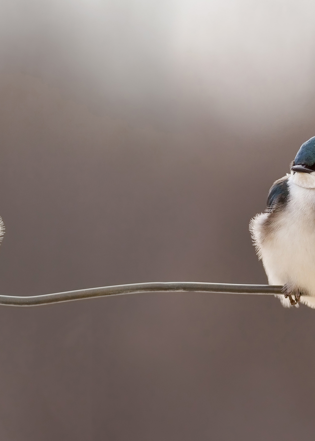 Birds on a wire: постер из коллекции World Class Photos