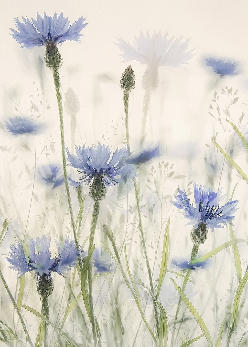 Cornflowers: постер из коллекции World Class Photos