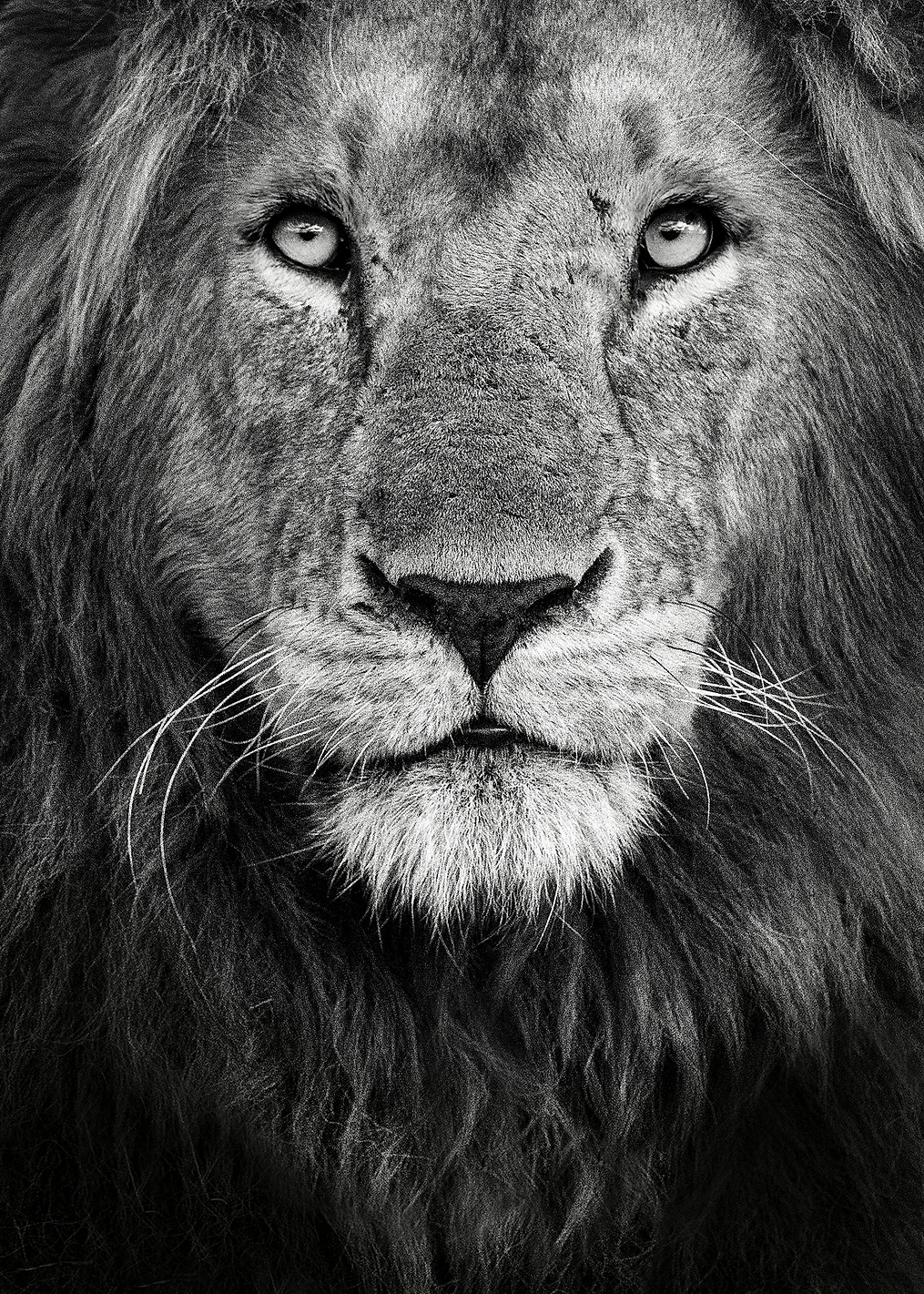 Royal portrait: постер из коллекции World Class Photos