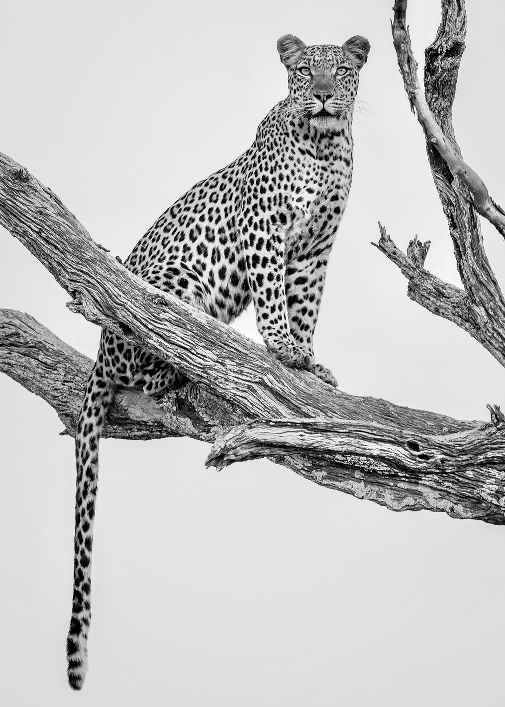 Leopard Portrait Mono Var: постер из коллекции World Class Photos