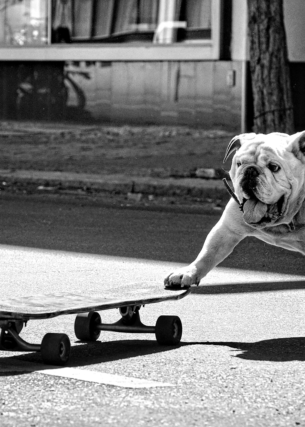 dogs want to have fun: постер из коллекции World Class Photos