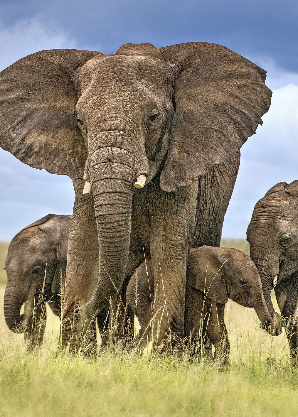 Elephant mom: постер из коллекции World Class Photos