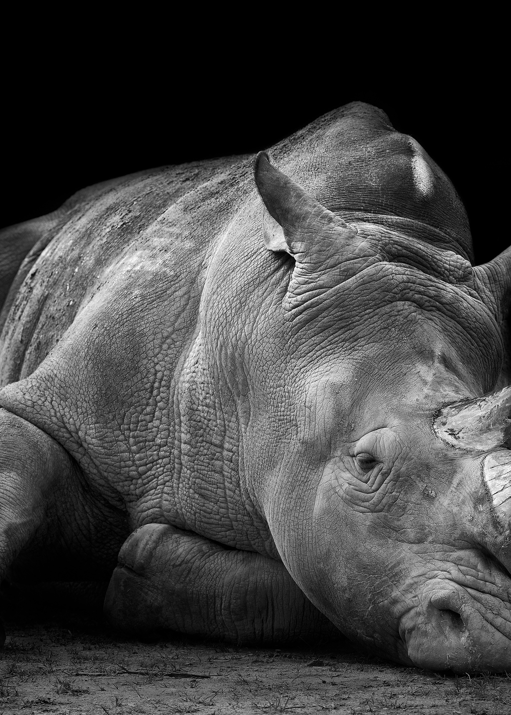 Defeated: постер из коллекции World Class Photos
