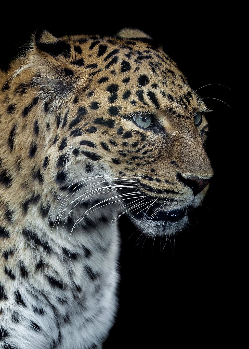 Panthere portrait: постер из коллекции World Class Photos