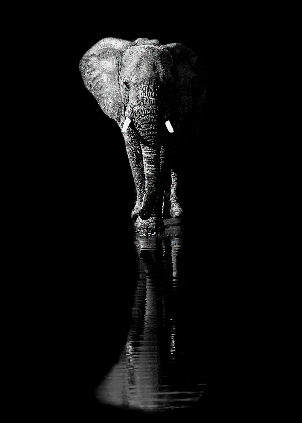 Elephant: постер из коллекции World Class Photos