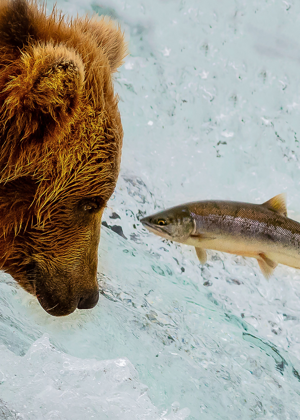 Eye to Eye: постер из коллекции World Class Photos
