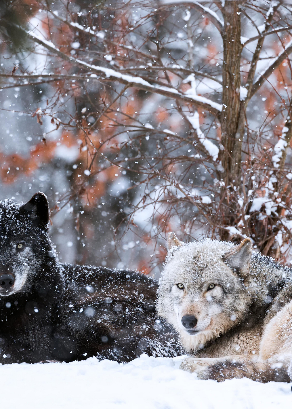Family portrait: постер из коллекции World Class Photos