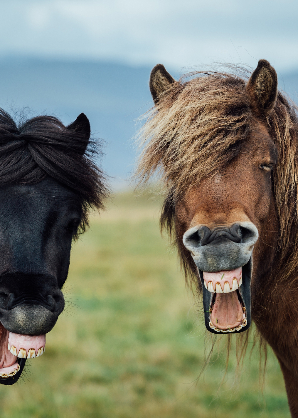 WILD SMILE: постер из коллекции World Class Photos