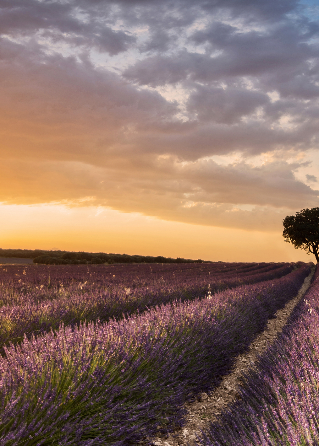 DESTINATION LAVENDER: постер из коллекции World Class Photos
