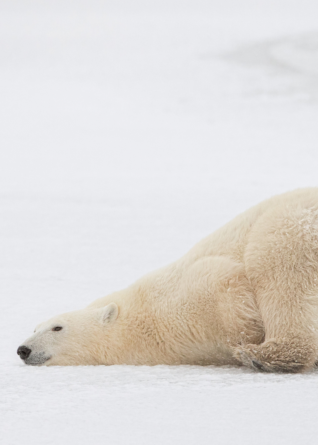 Sliding Bear: постер из коллекции World Class Photos