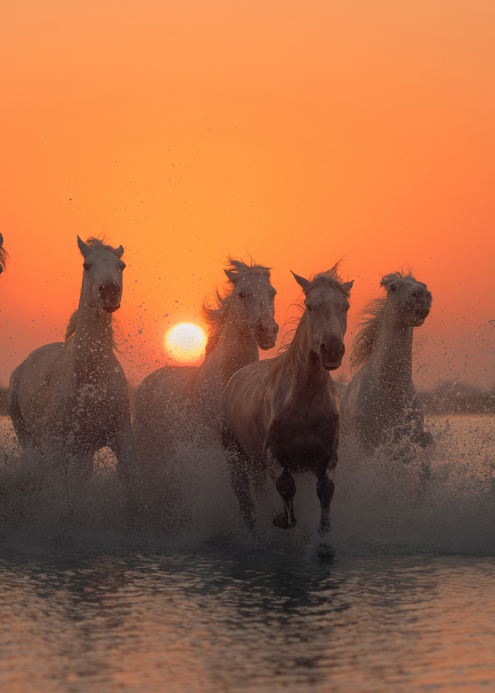 Sunset in Camargue: постер из коллекции World Class Photos