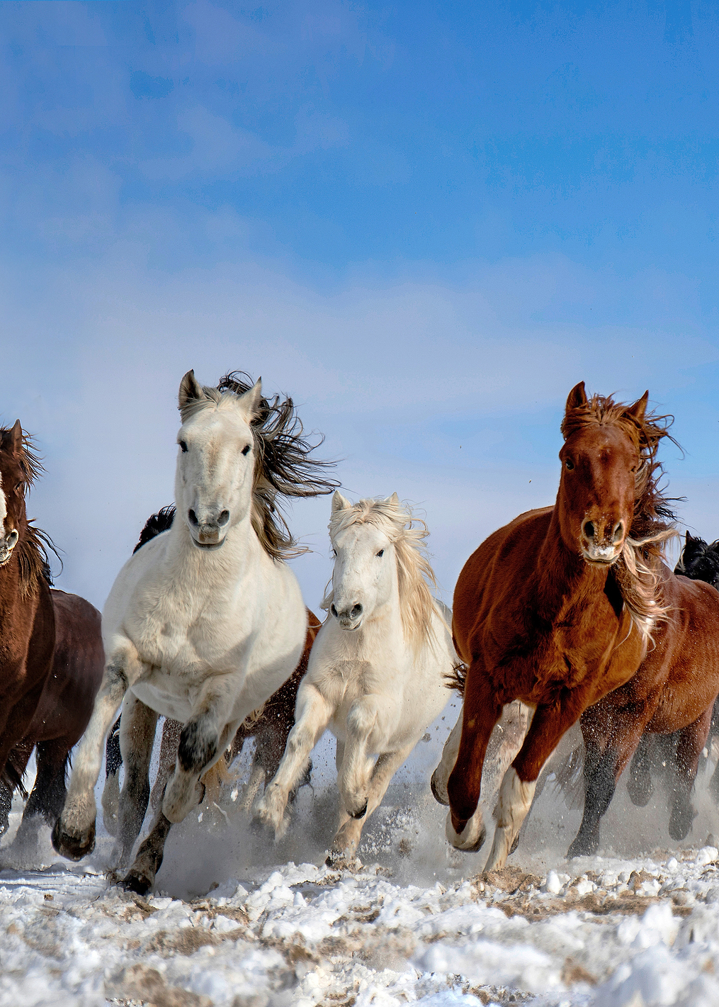Mongolia Horses: постер из коллекции World Class Photos