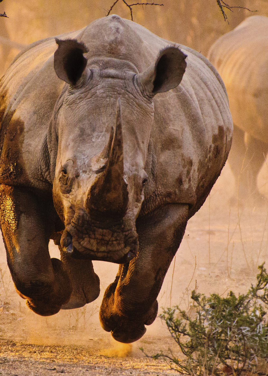Rhino learning to fly: постер из коллекции World Class Photos
