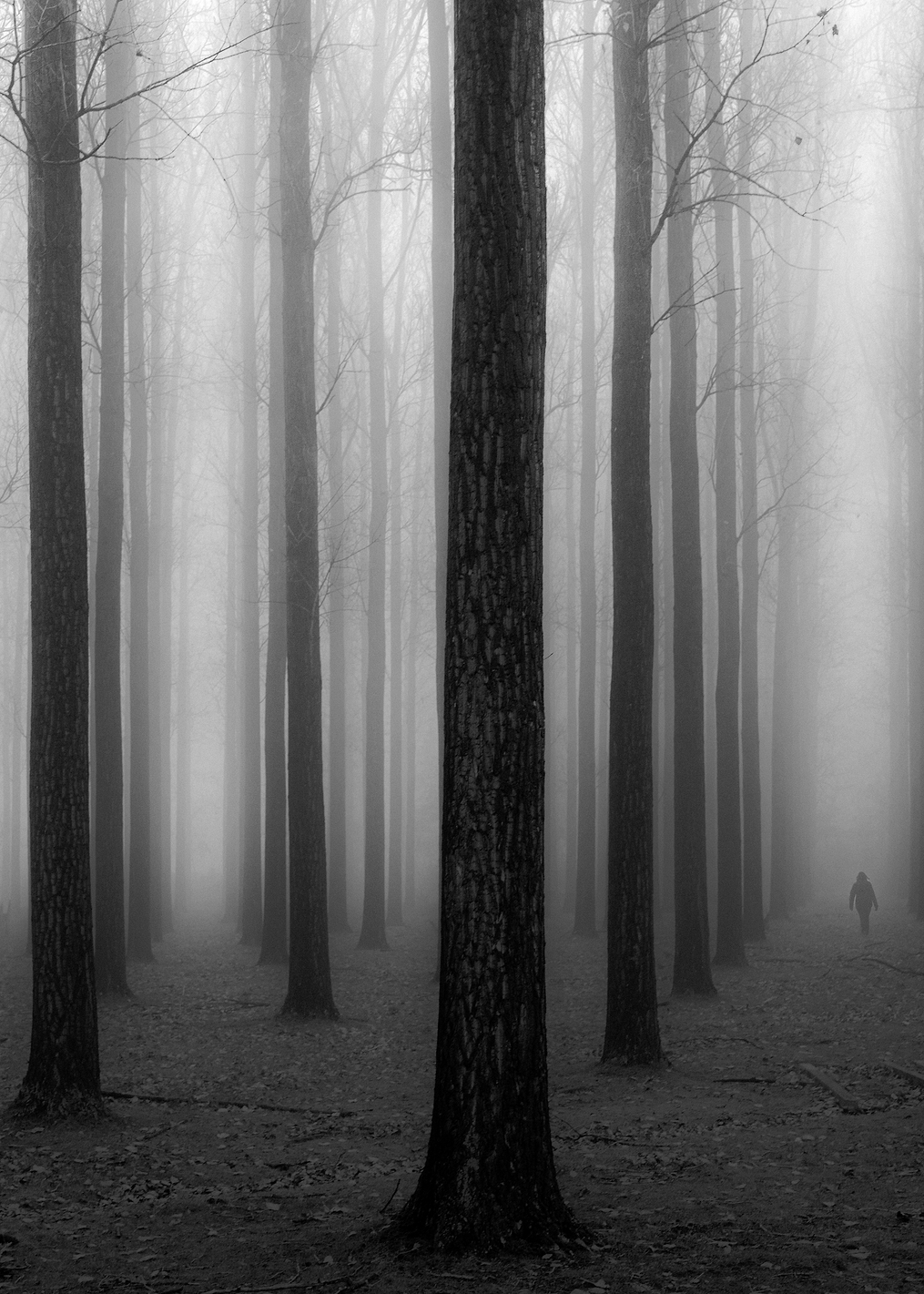 In a Fog: постер из коллекции World Class Photos