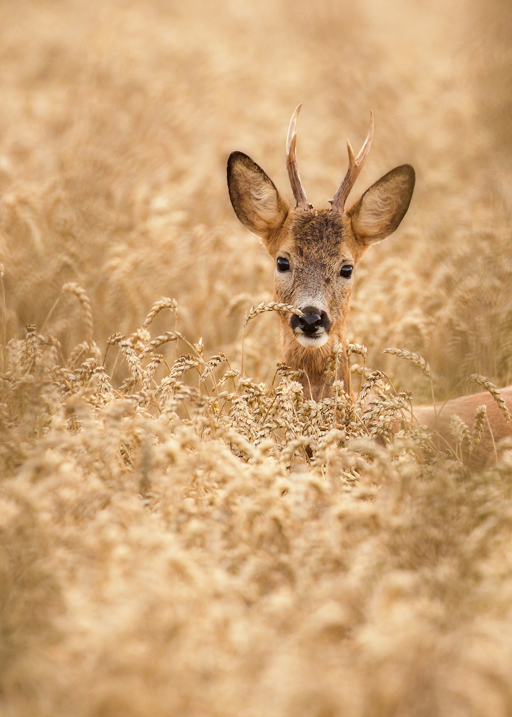 Deer in the field: постер из коллекции World Class Photos