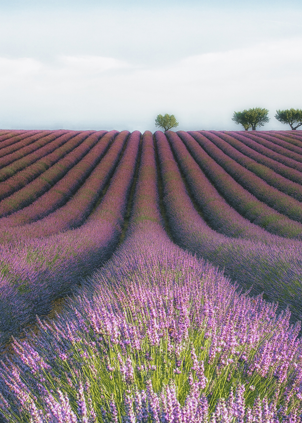 Velours de Lavender: постер из коллекции World Class Photos