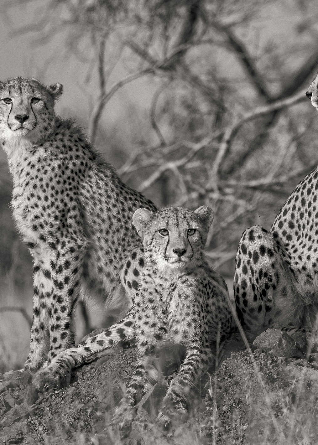Three Cats: постер из коллекции World Class Photos