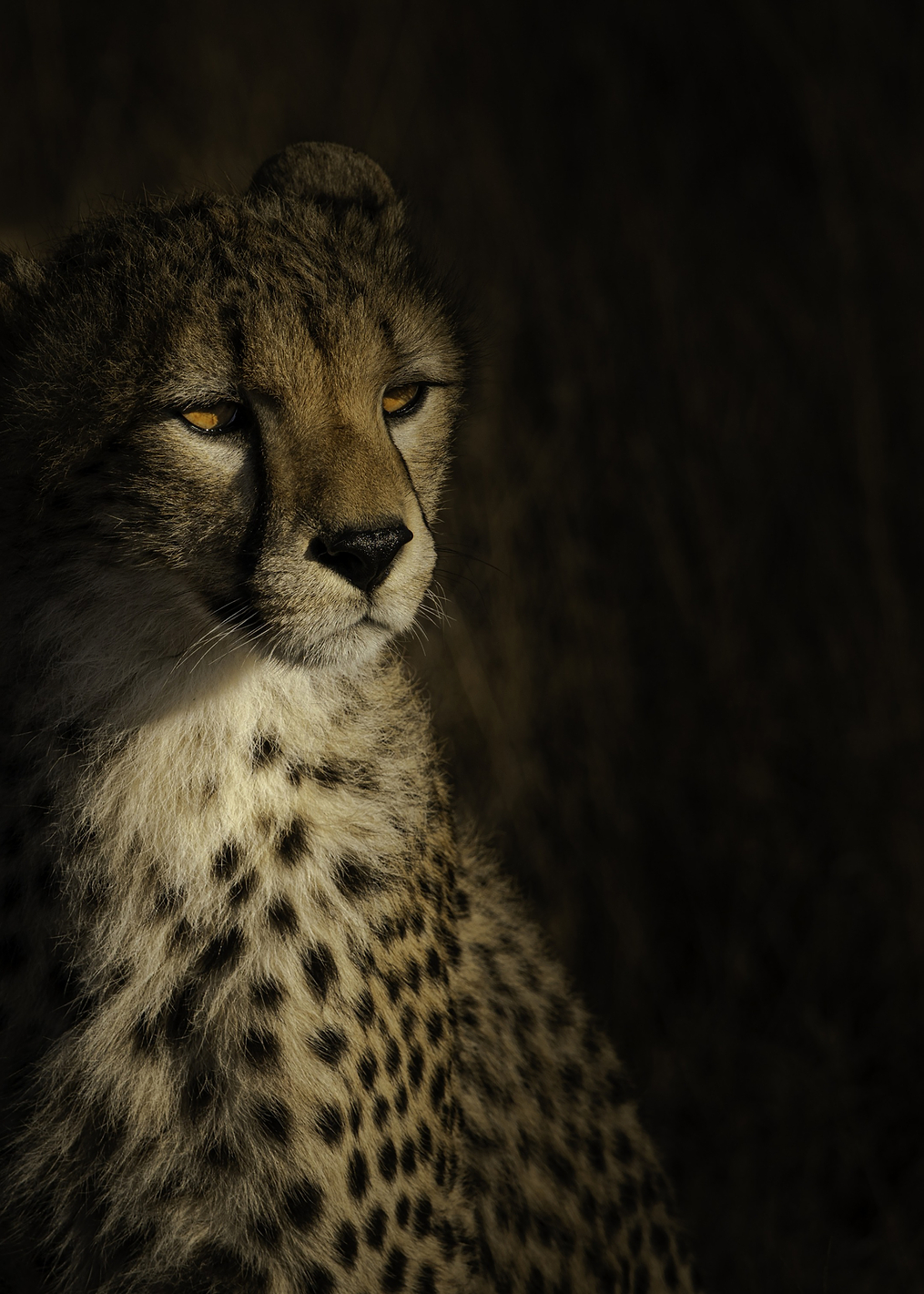 The portrait of a cheetah: постер из коллекции World Class Photos