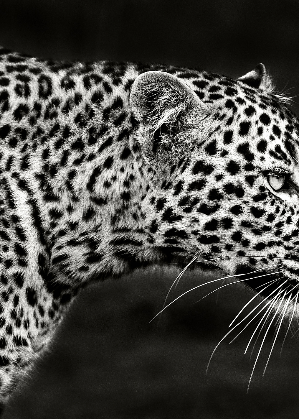 Leopard Close Up: постер из коллекции World Class Photos