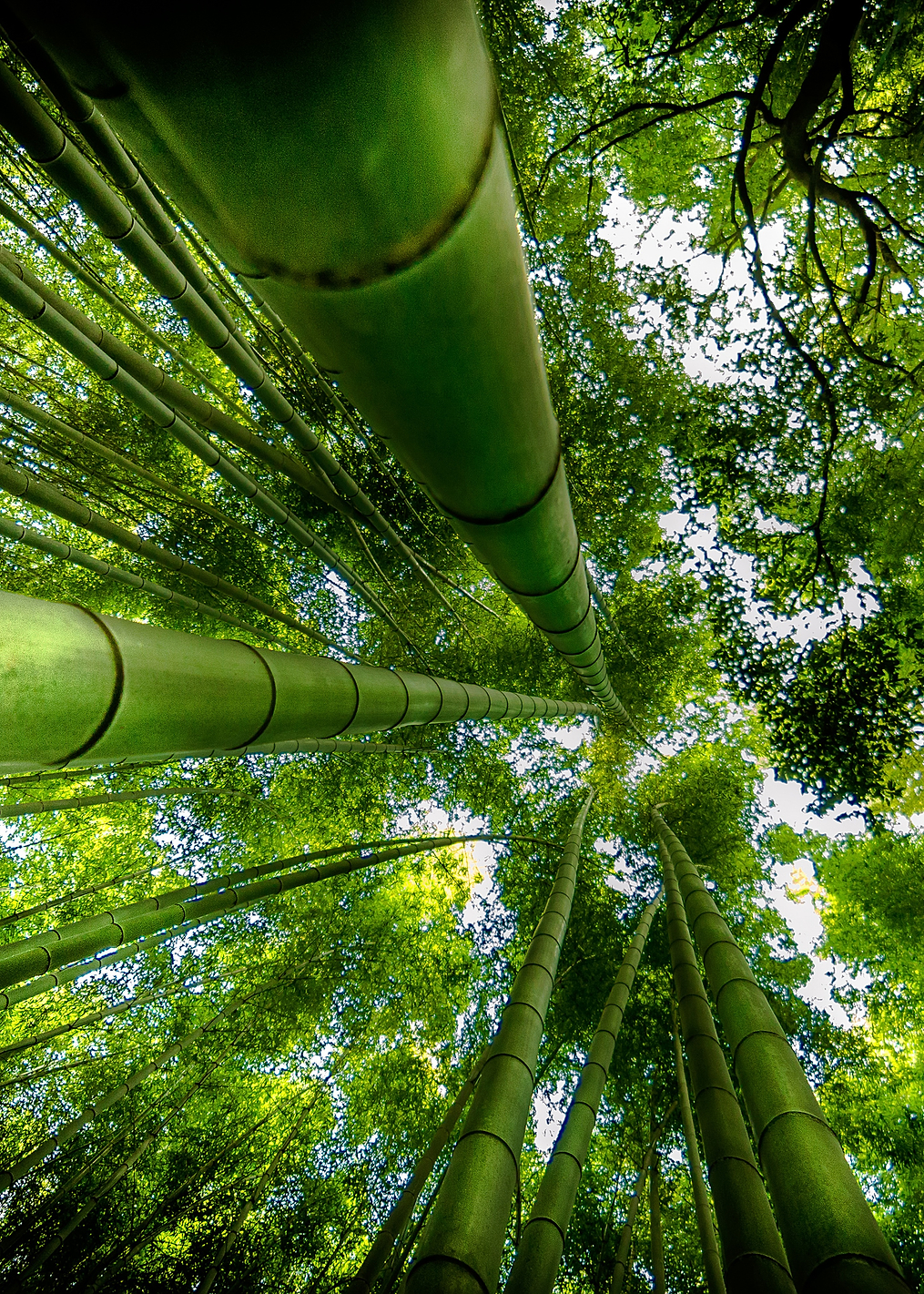 ARASHIYAMA: постер из коллекции World Class Photos