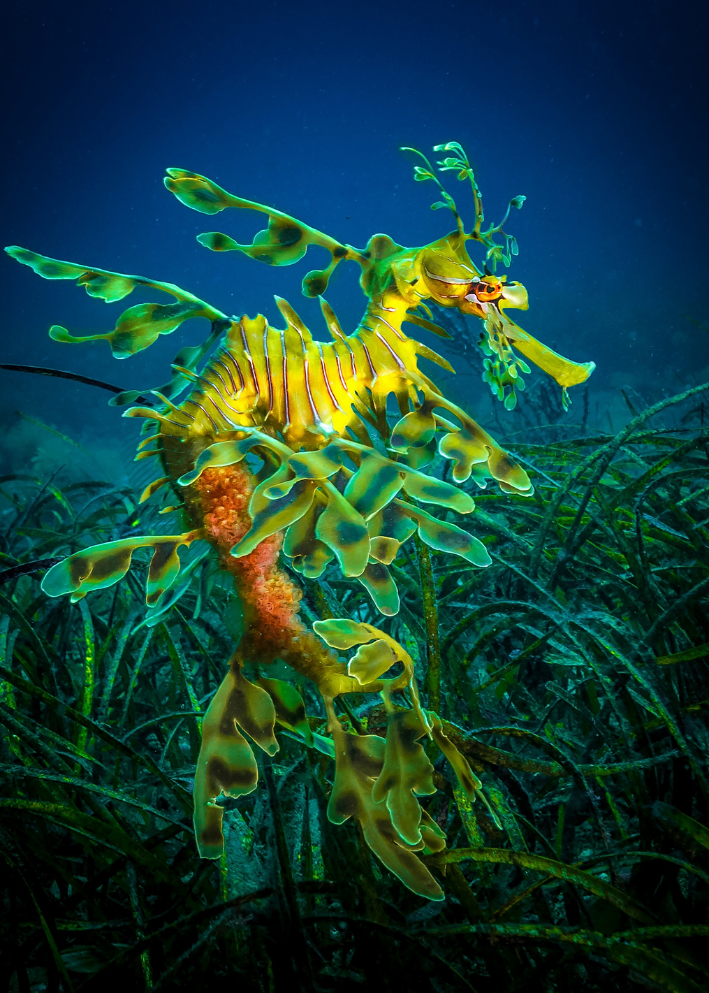 Leafy Sea Dragon: постер из коллекции World Class Photos