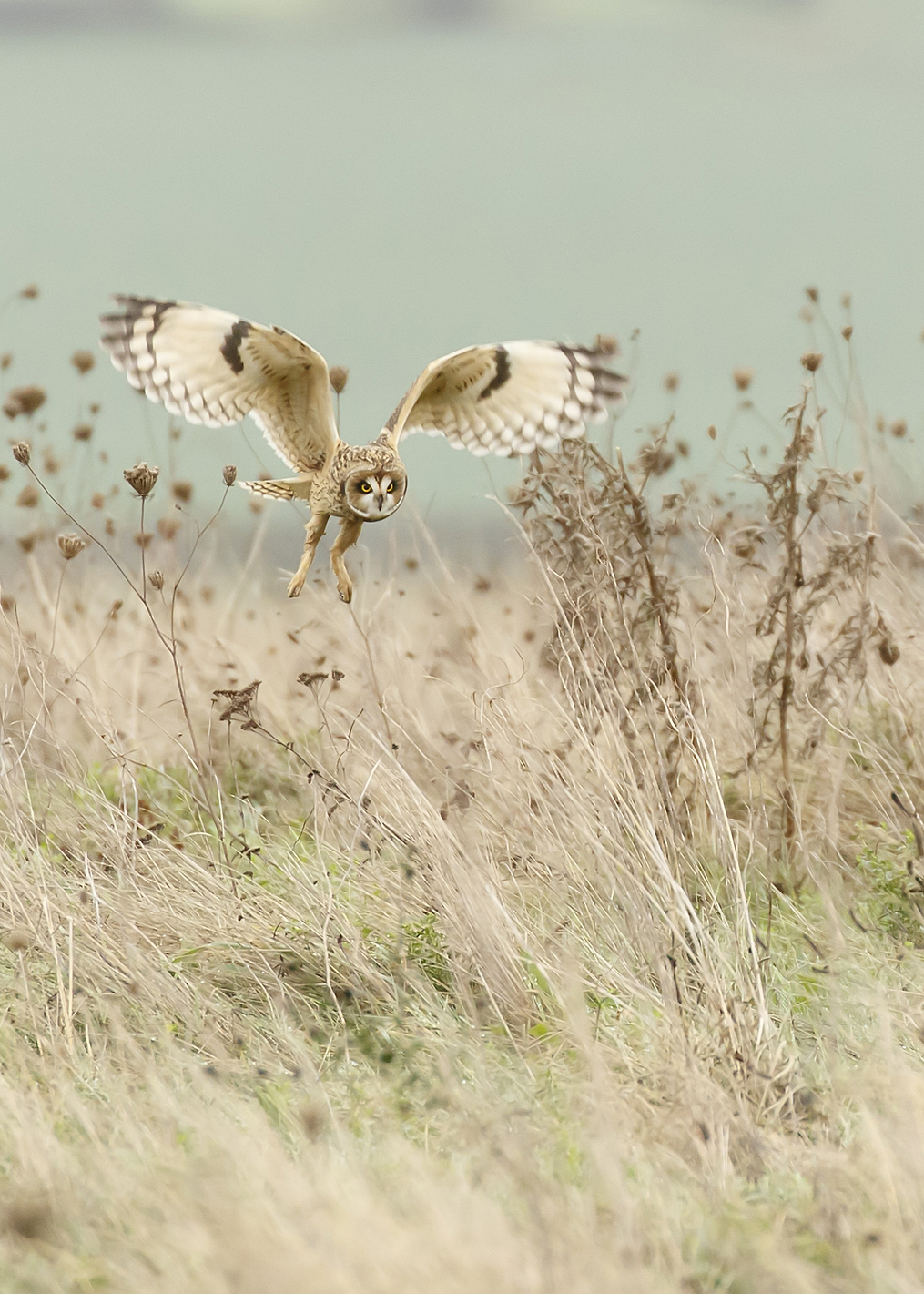 Hunting Short Eared Owl: постер из коллекции World Class Photos
