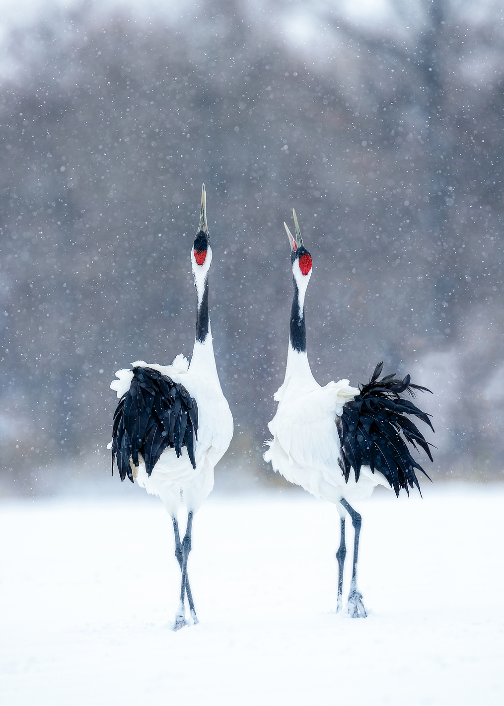 Tsuru Crane: постер из коллекции World Class Photos