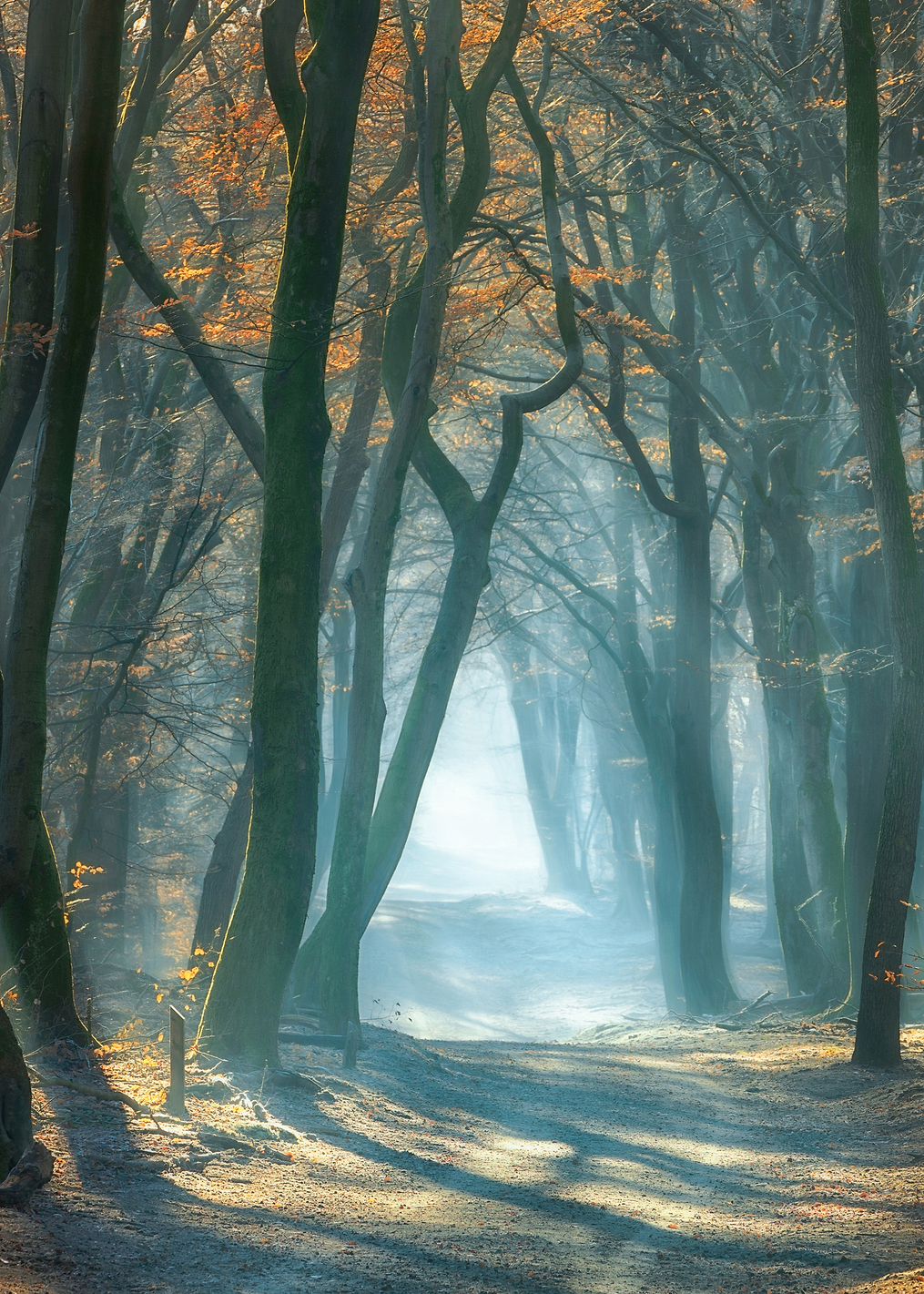 Cold Light: постер из коллекции World Class Photos