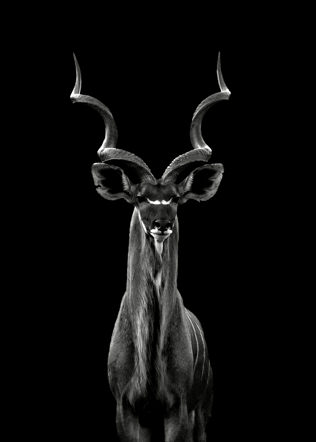 Greater Kudu: постер из коллекции World Class Photos