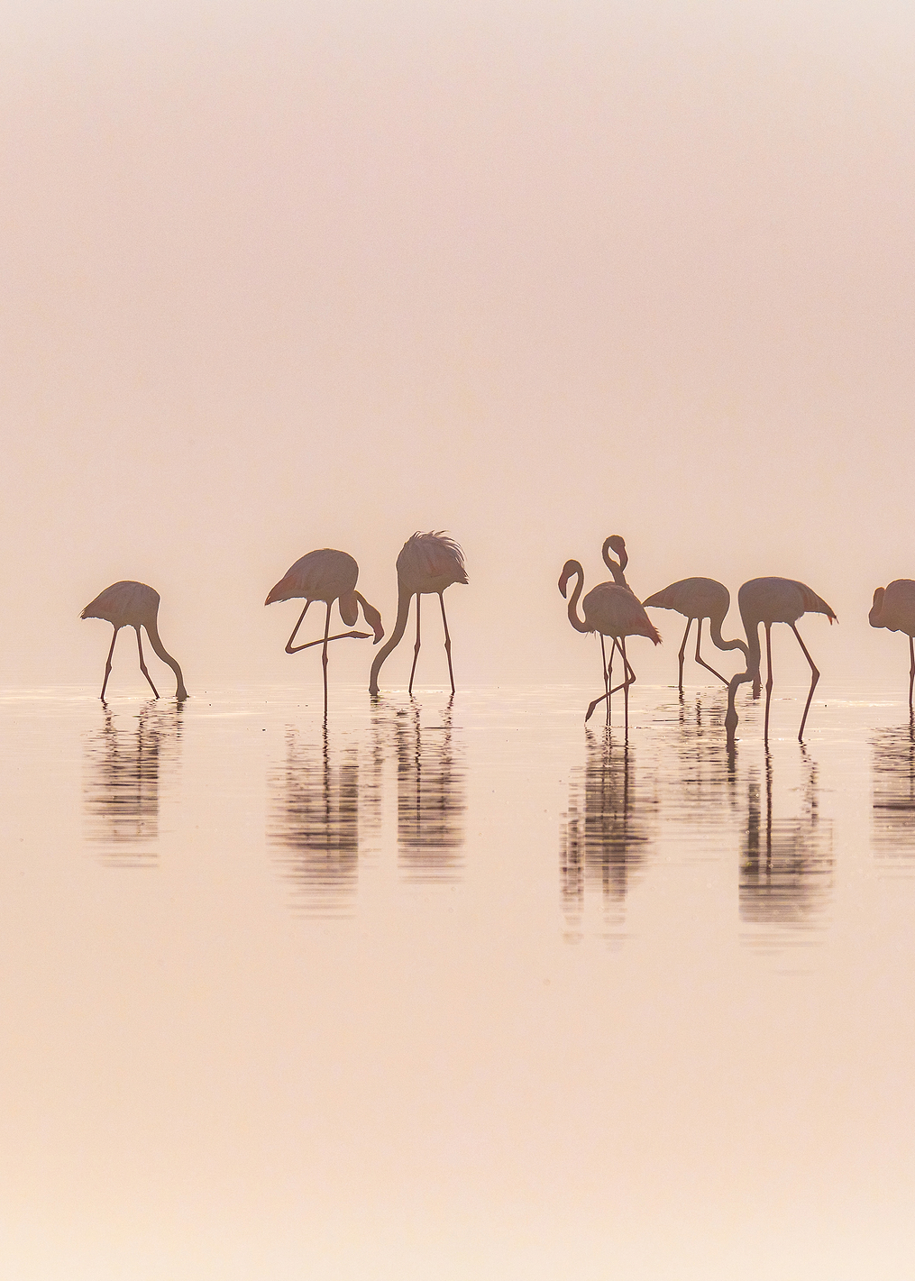 Flamingos in the mist: постер из коллекции World Class Photos