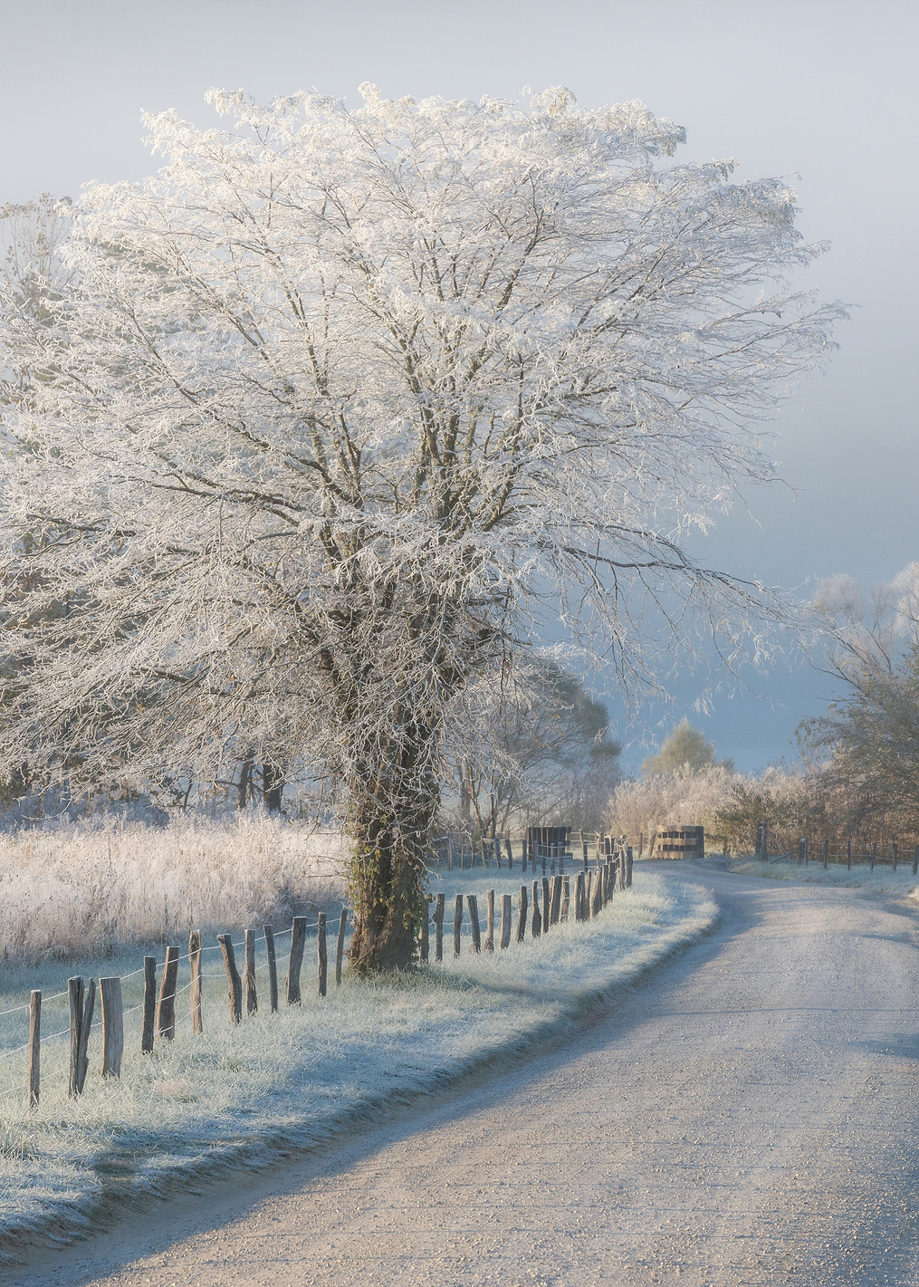 A Frosty Morning: постер из коллекции World Class Photos