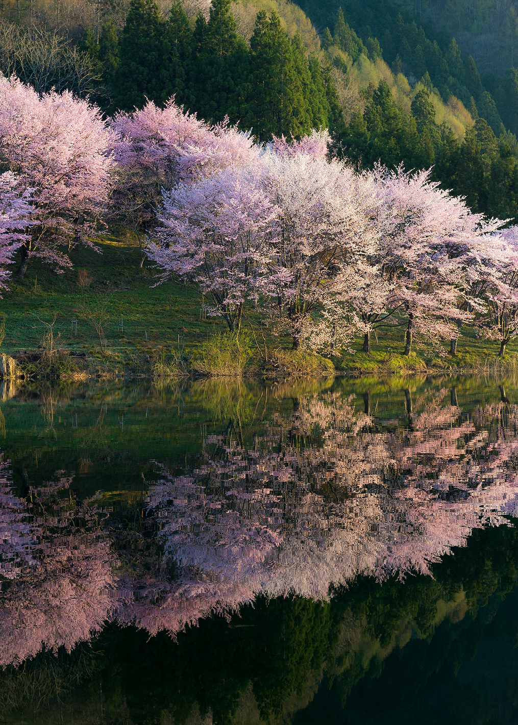Sakura: постер из коллекции World Class Photos
