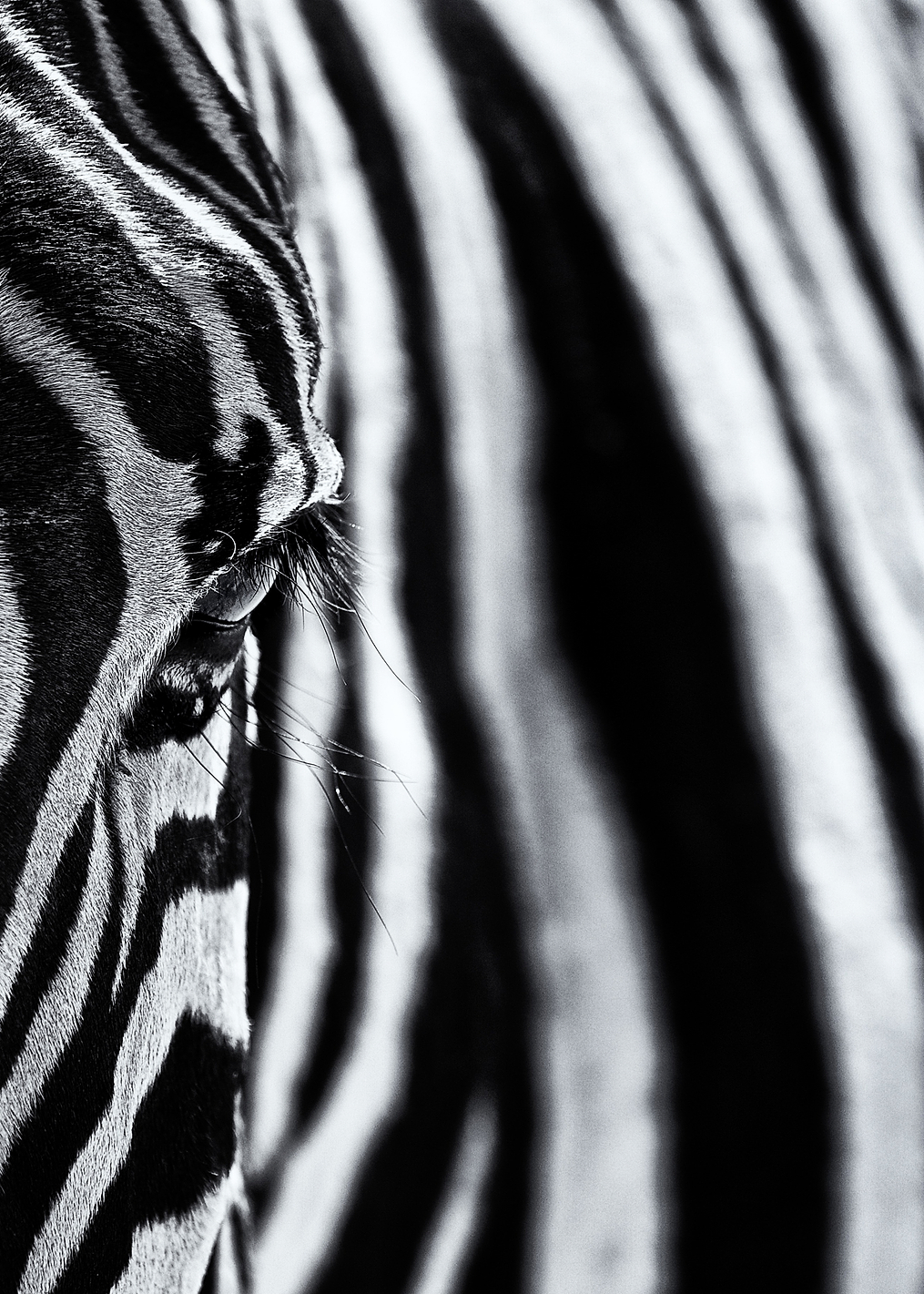 The look of nature: постер из коллекции World Class Photos