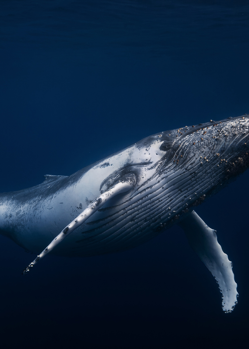 Humpback whale in blue: постер из коллекции World Class Photos