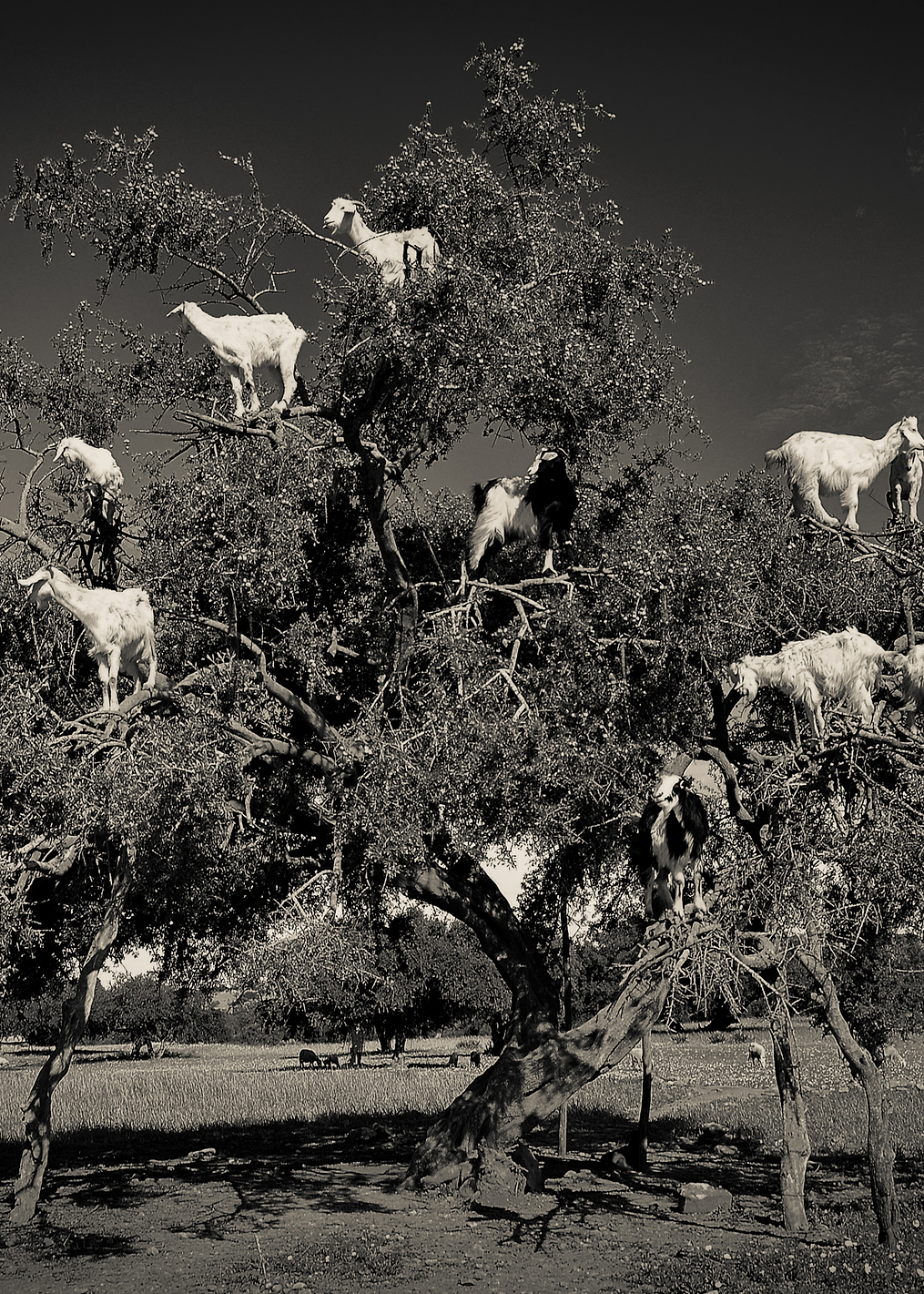 Argan loving goats: постер из коллекции World Class Photos