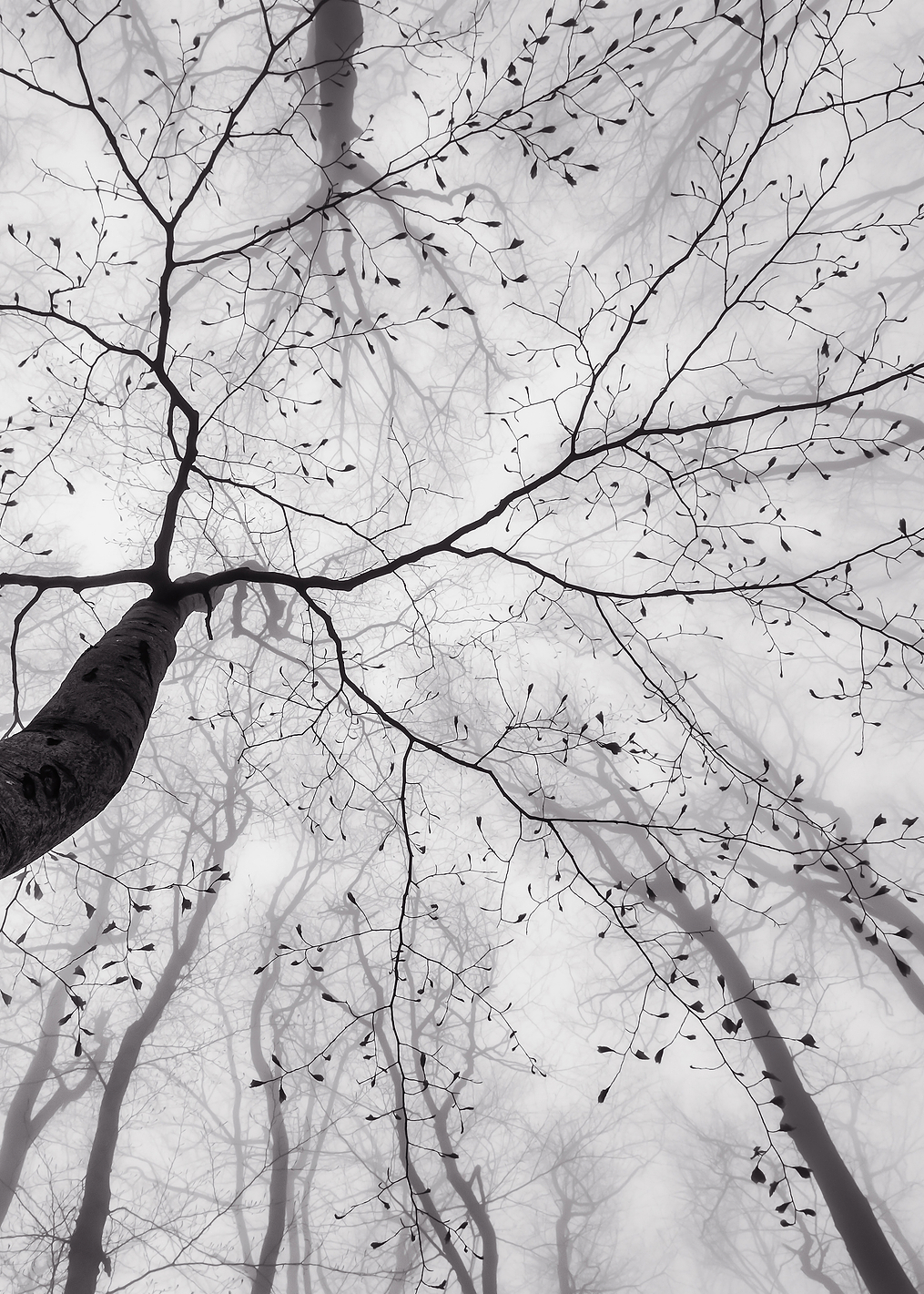 A view of the tree crown: постер из коллекции World Class Photos