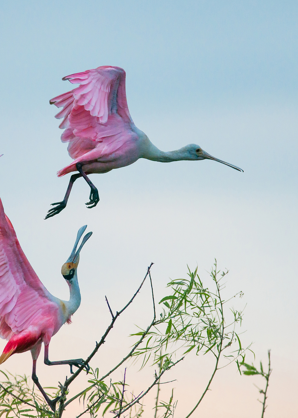 Roseate Spoonbills: постер из коллекции World Class Photos