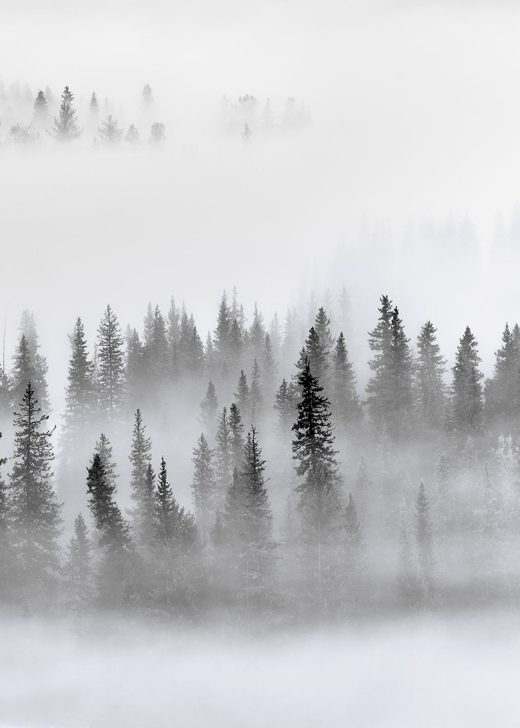 Foggy Forest: постер из коллекции World Class Photos
