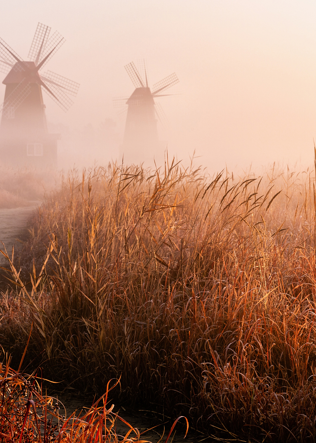 Morning mist: постер из коллекции World Class Photos