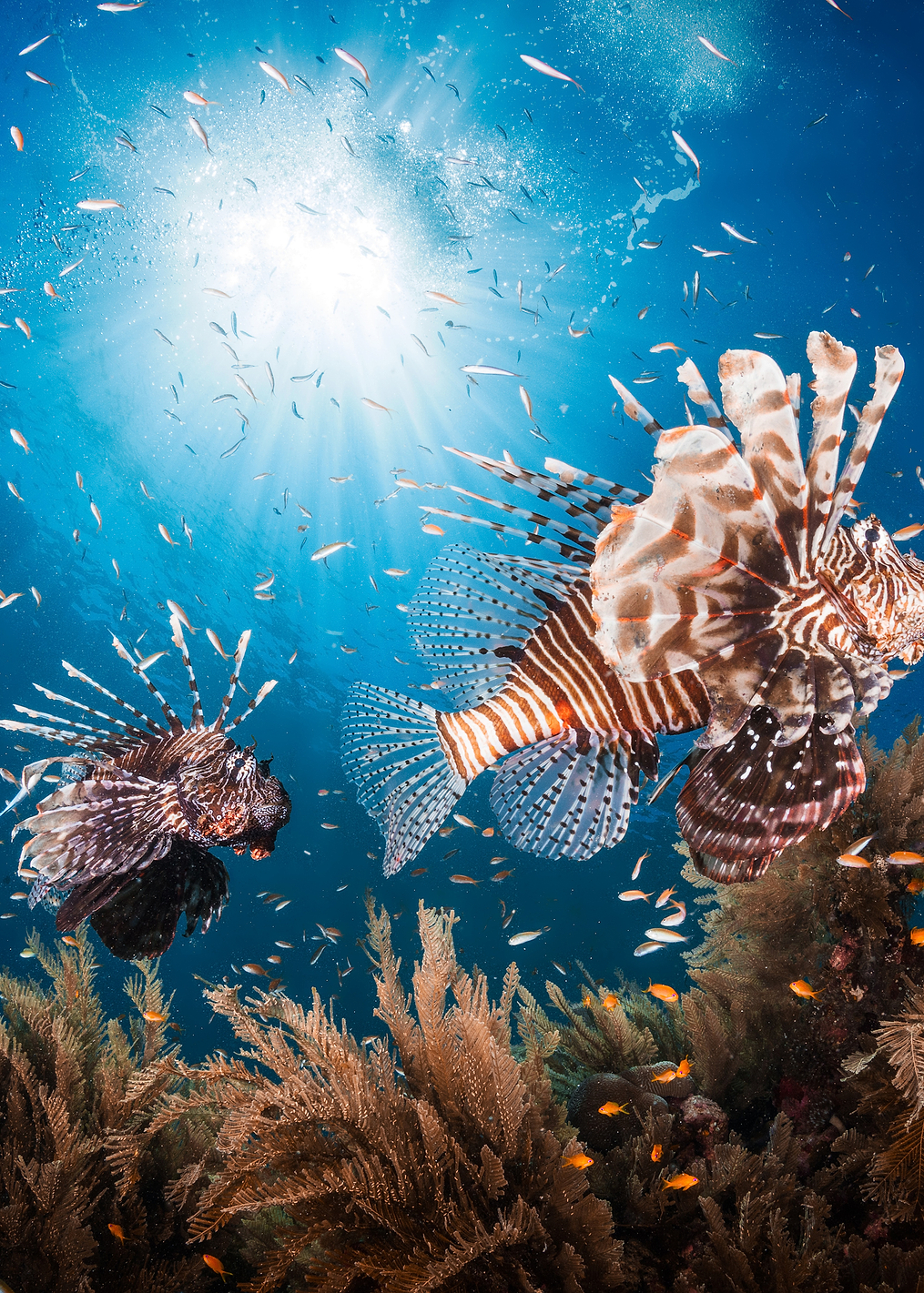 Lionfish: постер из коллекции World Class Photos