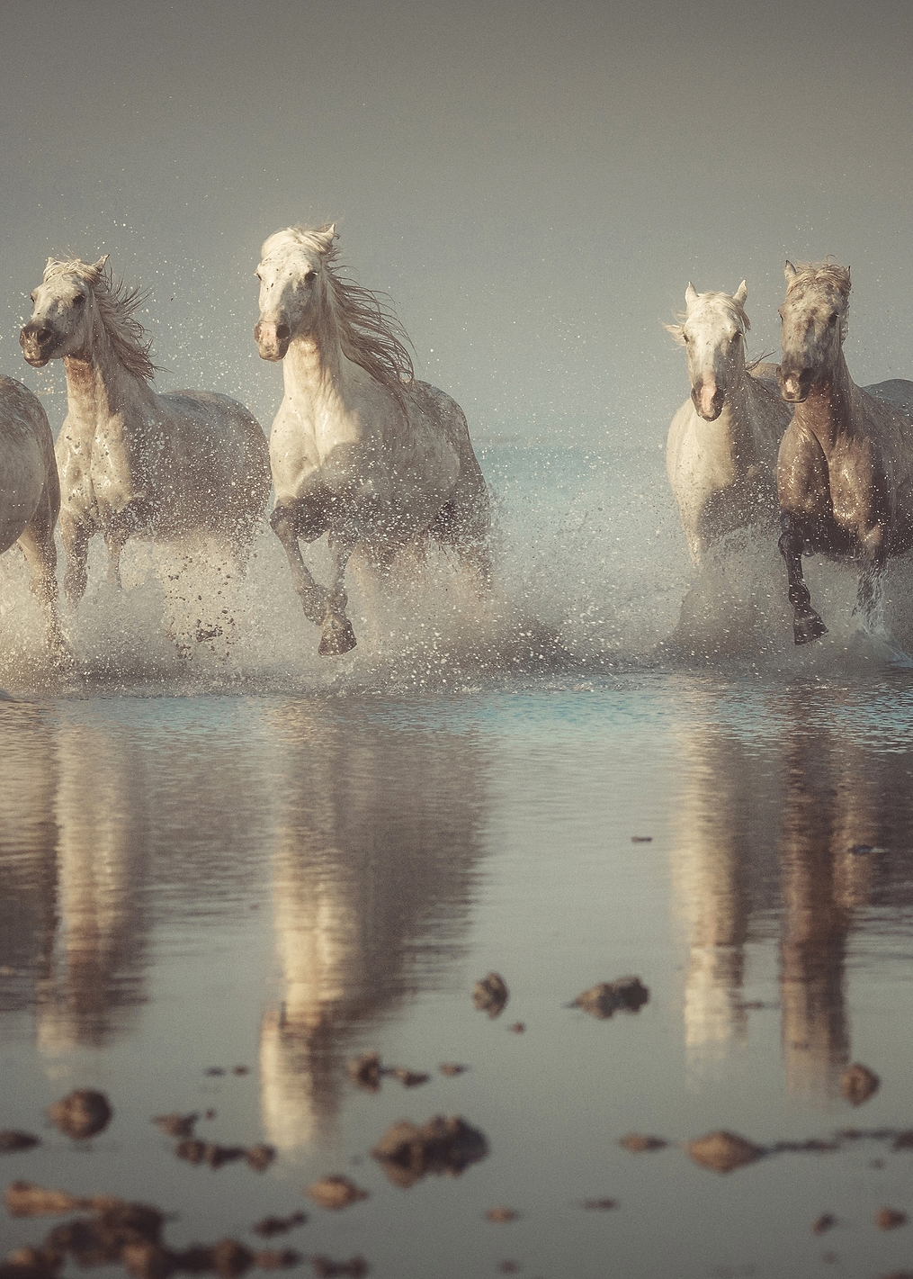Camargue Horses: постер из коллекции World Class Photos