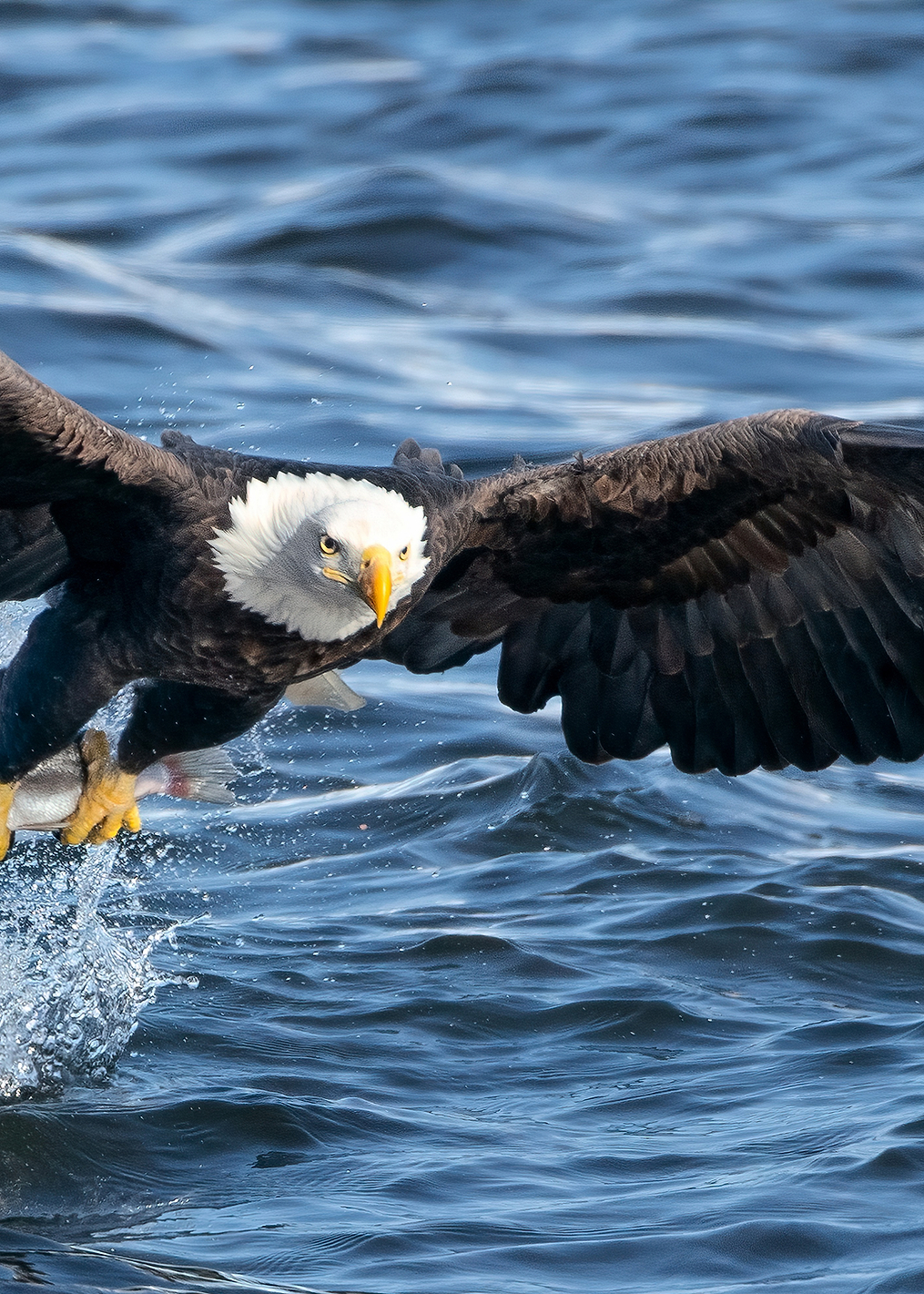 King of Mississippi: постер из коллекции World Class Photos