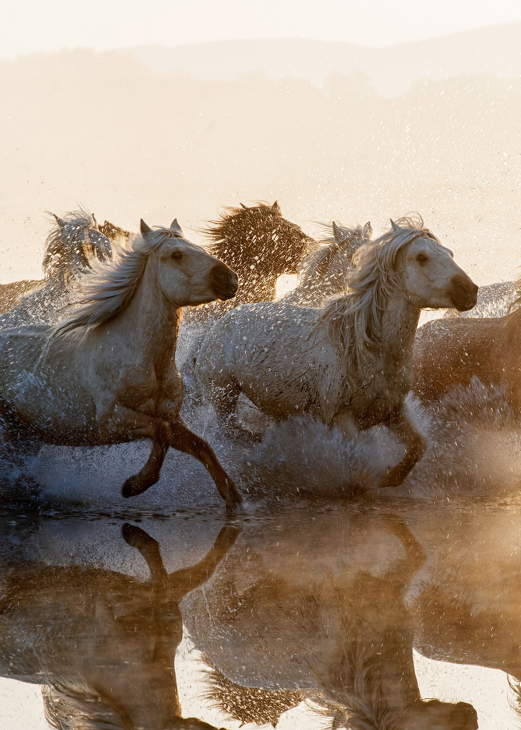 Horses: постер из коллекции World Class Photos